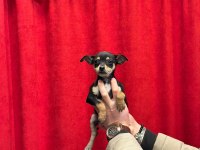 A+Plus Pinscher Yavrular
