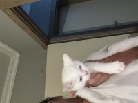 Pamuk minnak