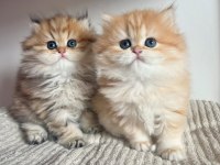 Orjinal Safkan Golden British Longhair 