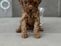 Gerçek kore teacup poodle yavrular