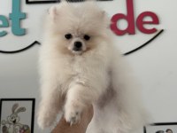 Show kalite pomeranian boo yavrularımız