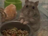 HAMSTER-GONZALES YAVRULARI HERYERE GÖNDERİM