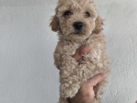 Maltipoo Cinsi Yavrularımız