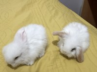 YAVRU LOP TAVŞANI 1 AYLIKLAR