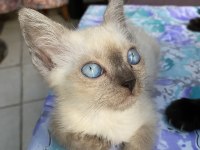 Blue erkek british shorthair oğlumuz