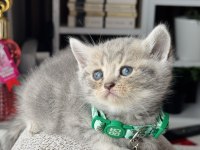 British Shorthair Blue Golden Yavrular