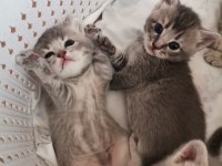 Yavru 37 günlük british shorthair