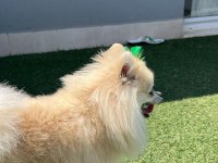 1 yaşında erkek pomeranian boo