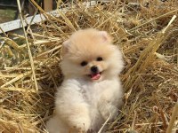 GÜLEN YÜZ AYI SURAT POMERANİAN BOO