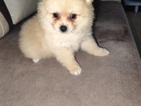 Yavru Bebek Pomeranian Yuva Arıyor