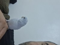 Tatlımı tatlı bal küpü forpus