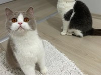 British Shorthair Lilac bicolor