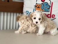 Show kalite tea cup kore maltipoo yavrular