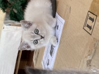 2 Aylık Eğitimleri tam Blu Pointler