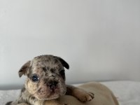 French Bulldog yavrularımız ırk garantilidir