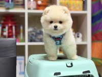 Teddy bear minik pomeranian boo
