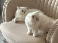 British longhair yavru kediler