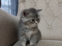 Saf Cins Sağlıklı British Shorthair Yavrular