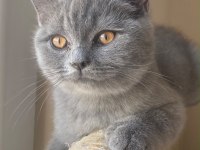 Safkan British Shorthair Gri