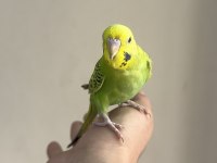 BEBEK MUHABBET KUŞU YENİ YEME DÜŞMÜŞTÜR
