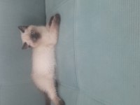 Son üç yavru british shorthair