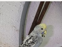 Eş kuslar