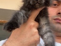 Siyah duman (black smoke) dişi maine coon
