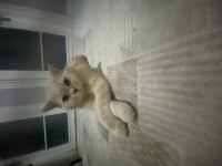 British Shorthair Cins Kedimiz