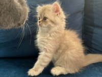 Yavru British longhair Erkek