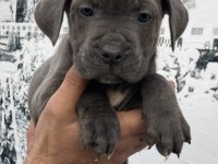 Dev panter blue cane corso yavruları