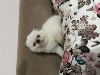 Beyaz Scottish Fold