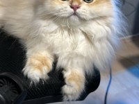 British Longhair Golden ny12 Erkek Yavrumuz