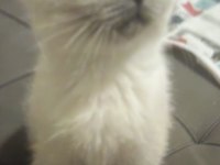 British blue point yavrum
