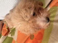 Sevimli ve akıllı köpeğime ACİL yuva arıyorum