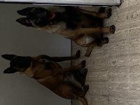Safkan malinois köpeğimiz