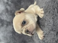 Exotic french bulldog yavrular