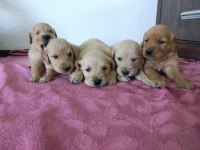 Saf kan golden retriever bebekler için geç kalmayın