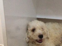 Maltipoo 2,5 aylık