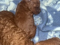 Red brown renk ırk garantili kore kan poodle