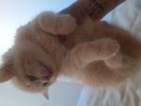 British shorthair yavru
