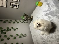 Orta Düzey Kusursuz Güzellikte İthal 2 Yaşında Pomeranian