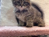 Scottish Fold Yavru Kedimiz
