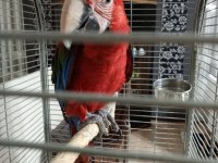 Ara Macaw Papağanı
