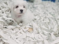0 numara bembeyaz maltese terrier yavrularımız