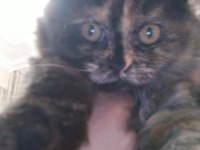 4 Aylık Scottish Fold 2 Yavru Uysal