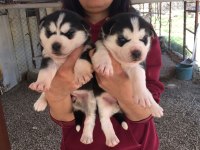 Maskeli Orjinal Mavi Göz Husky Yavrular