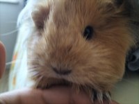 3 adet ginepig ücretsiz sahiplendirilmeyi bekliyor