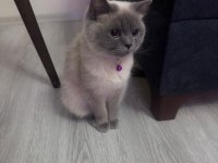 British Blue Point