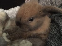 LOP TAVŞANLAR GÜN İÇİ GÖNDERİM MEVCUT