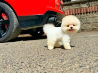 Ruhsatlı Çiftlikten Gerçek Pomeranian